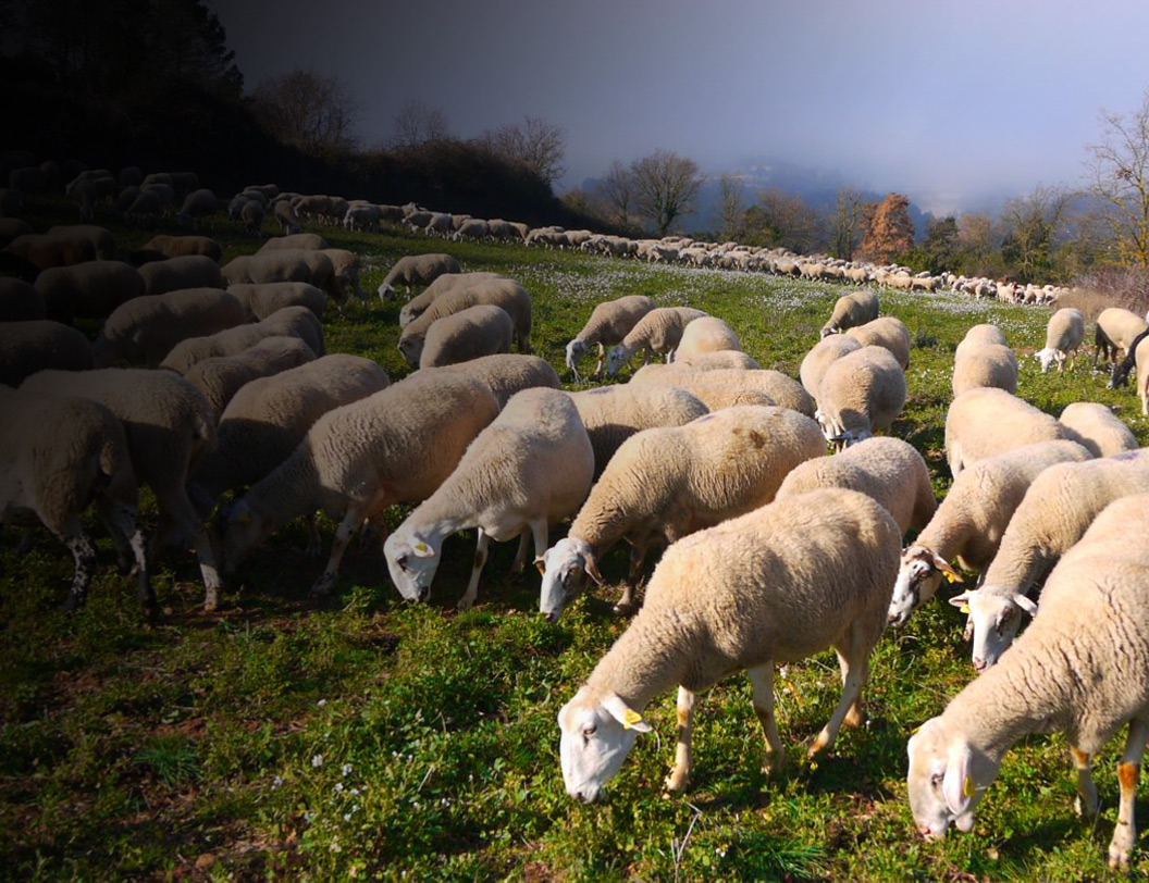 PASTUCAR 