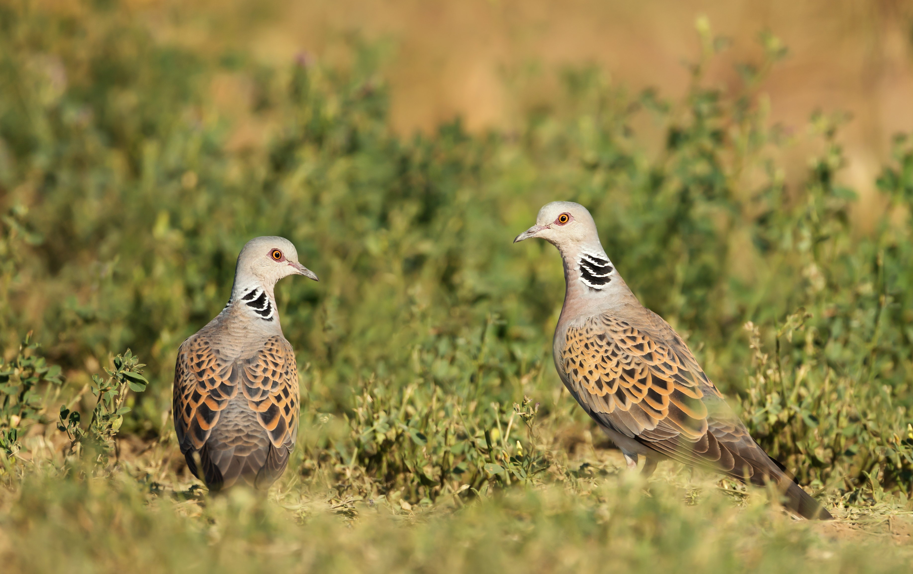 Tórtola europea (Streptopelia turtur)